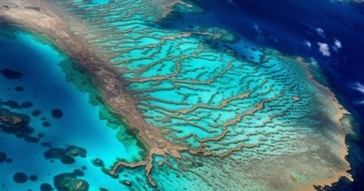 A Journey into Nature's Largest Living Wonder