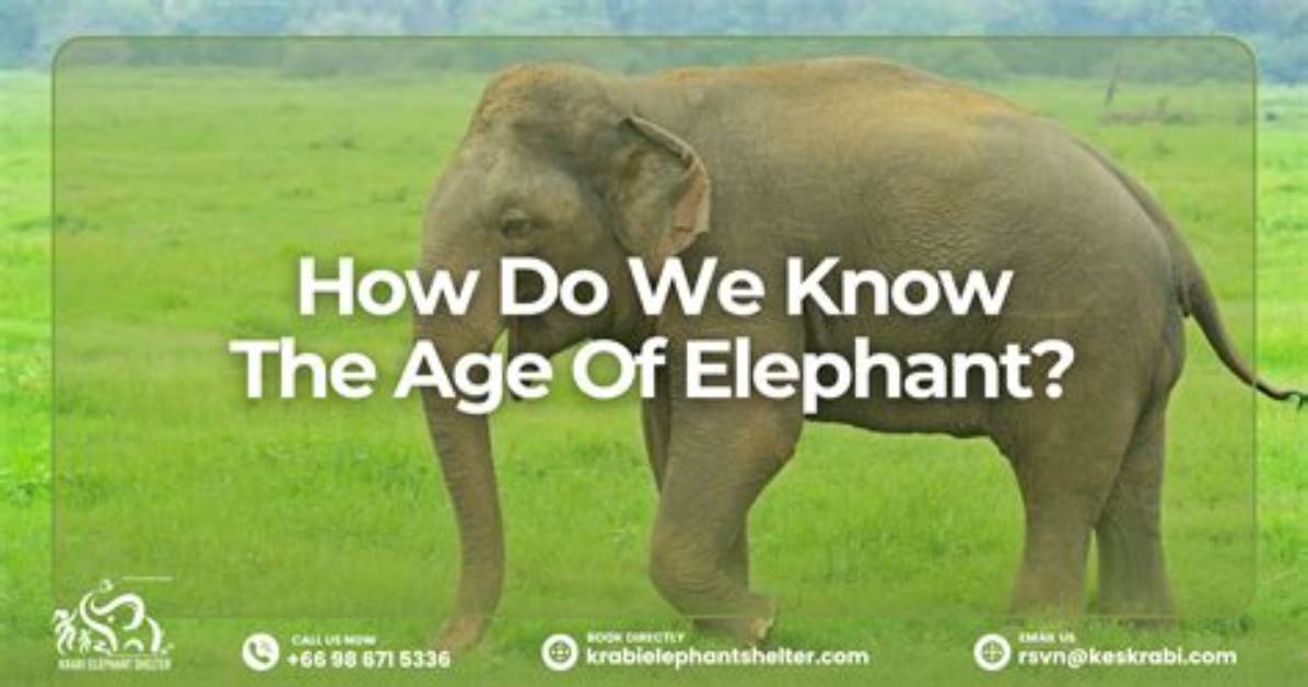 Age and Facts to Know