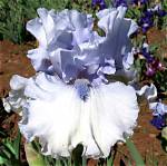 All About Angel Iris: a Heavenly Flower with Divine Beauty