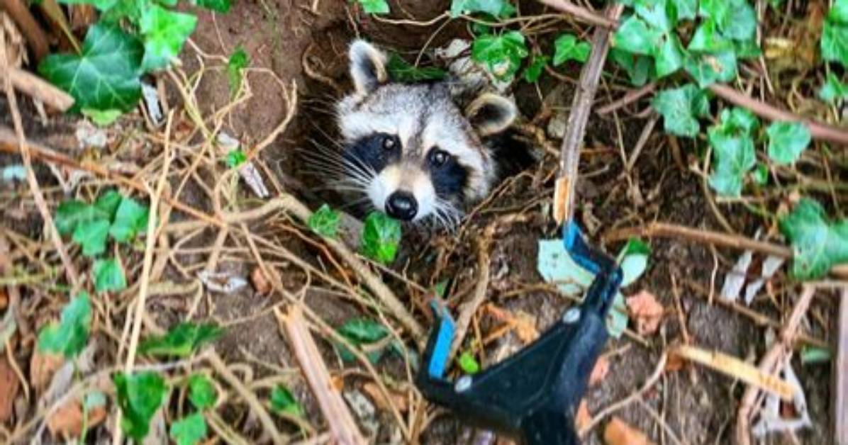 Animal Rescuers Save Raccoon with Peanut Butter Jar Stuck on Its Head