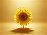 Chasing Shadows: the Meaning Behind "Sunshine Go Away Today"