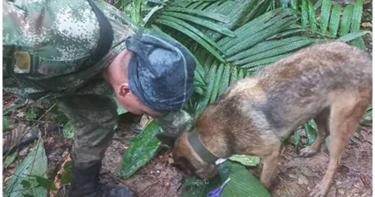 Colombia Jungle Plane Crash: Search Intensifies for Two Missing Children After Mother Found Dead on Board