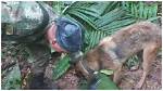 Colombia Jungle Plane Crash: Search Intensifies for Two Missing Children After Mother Found Dead on Board