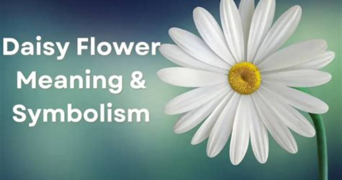 Daisy Blooms Name: the Symbolism and Beauty of Daisies