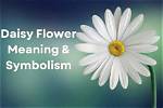 Daisy Blooms Name: the Symbolism and Beauty of Daisies
