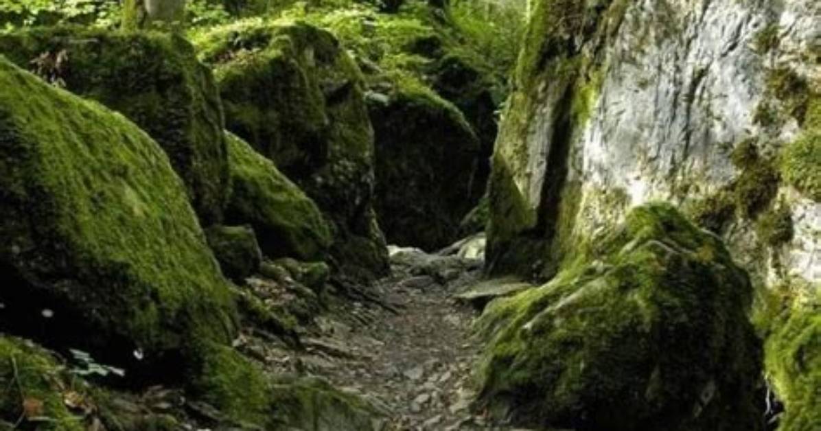 Discover the Enchanting Newmans Preservatory Trail