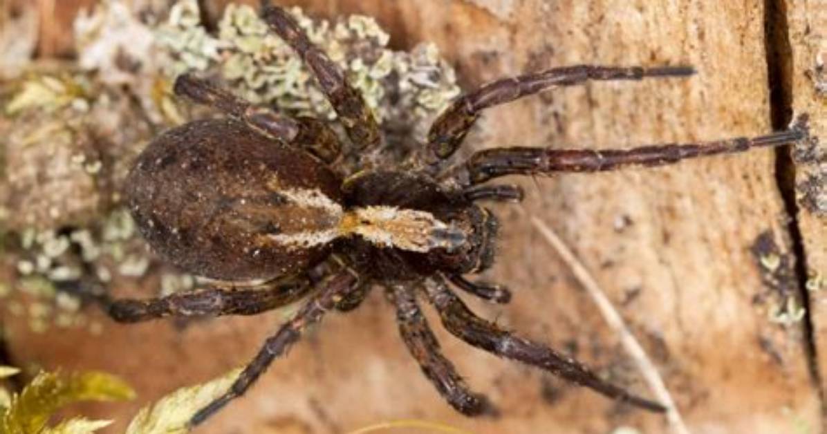 Discover the Unmistakable Appearance of Wolf Spiders