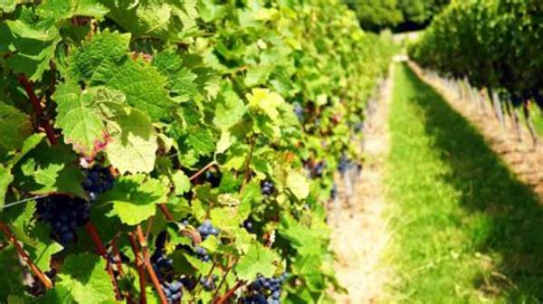 Discoveries and Insights for Viticulture
