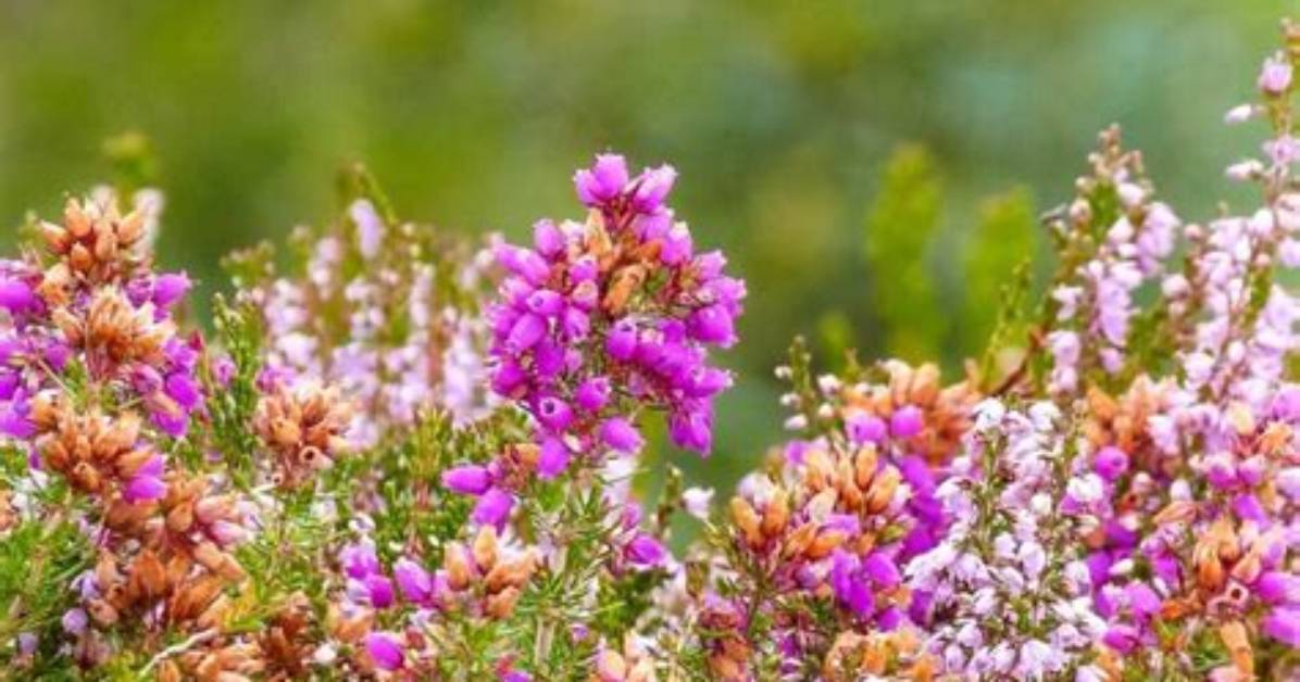Discovering the Roots: Flor Silvestre's Place of Birth