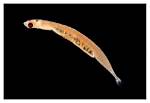 Discovering the Tiny Marvels: the Smallest Fish in the World