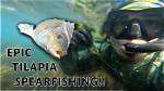 Dive into the Epic Battle: Tilapia vs Whiting