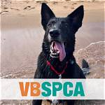 Dive into the Spca of Virginia Beach