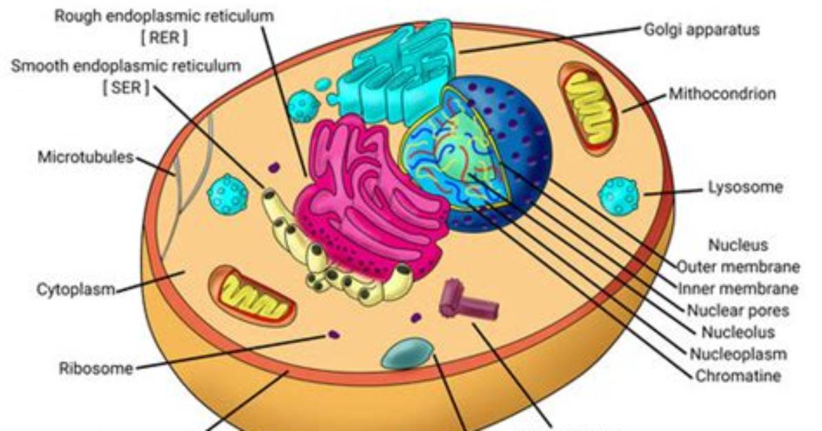 Do Animals Have Cell Walls? Uncover the Truth