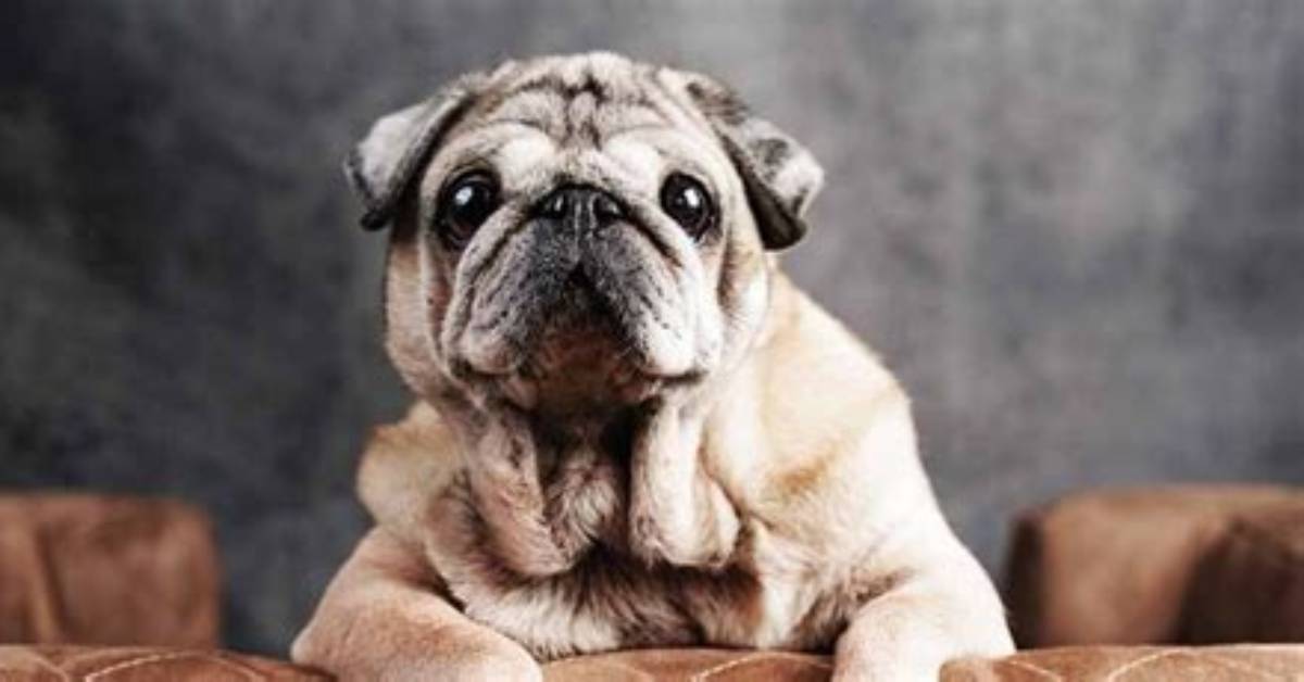 Elderly Pug: Caring for the Needs of Aging Pugs