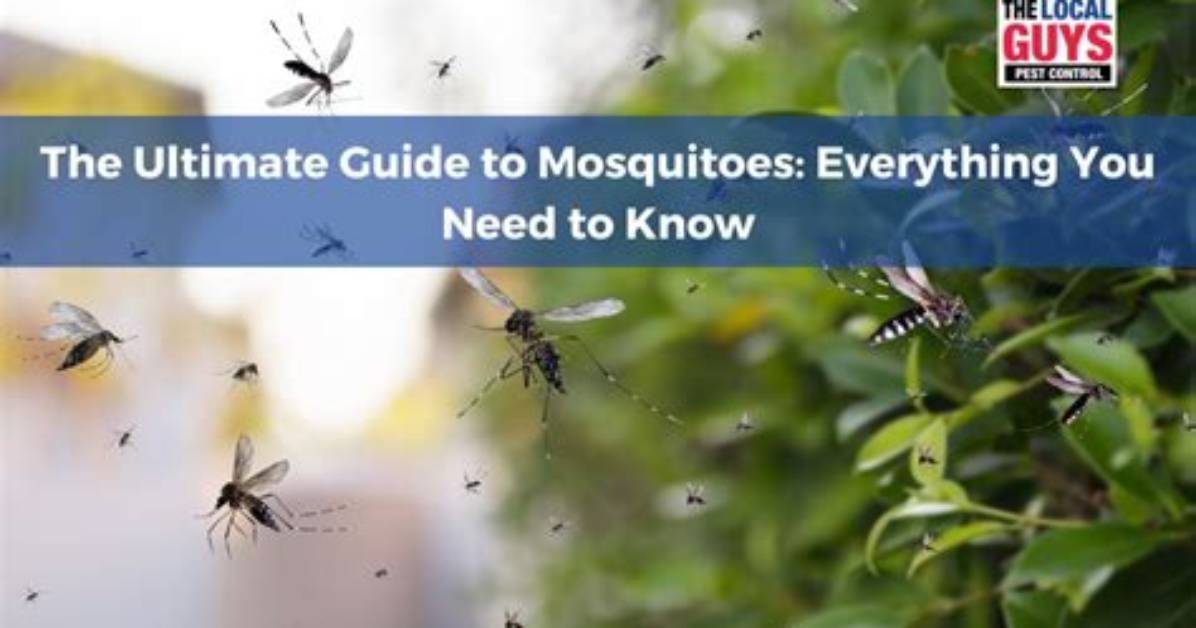 Everything You Need to Know About Mosquitoes on the Beach