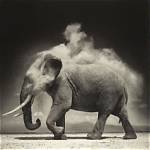 Exploring Nick Brandt's Personal World