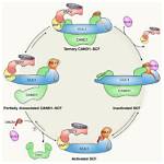 Fbox: a Comprehensive Guide to Its Essential Role in Cellular Processes