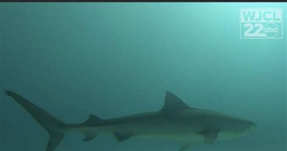 Hilton Head Shark Attack: What You Need to Know