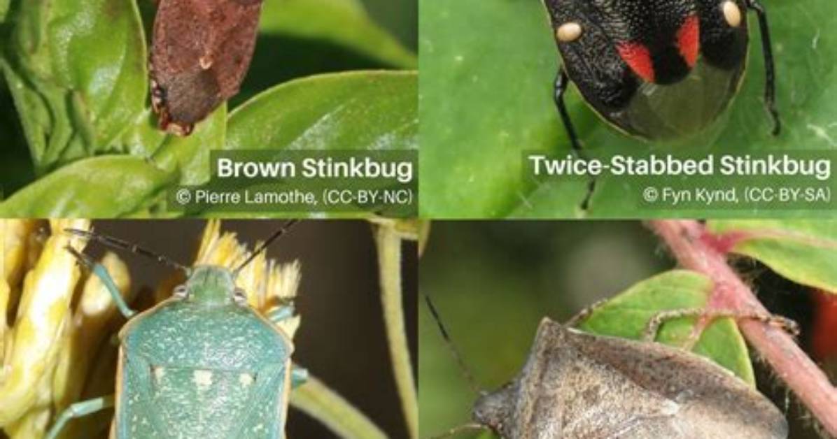 Identifying Stink Bugs Based on Their Appearance