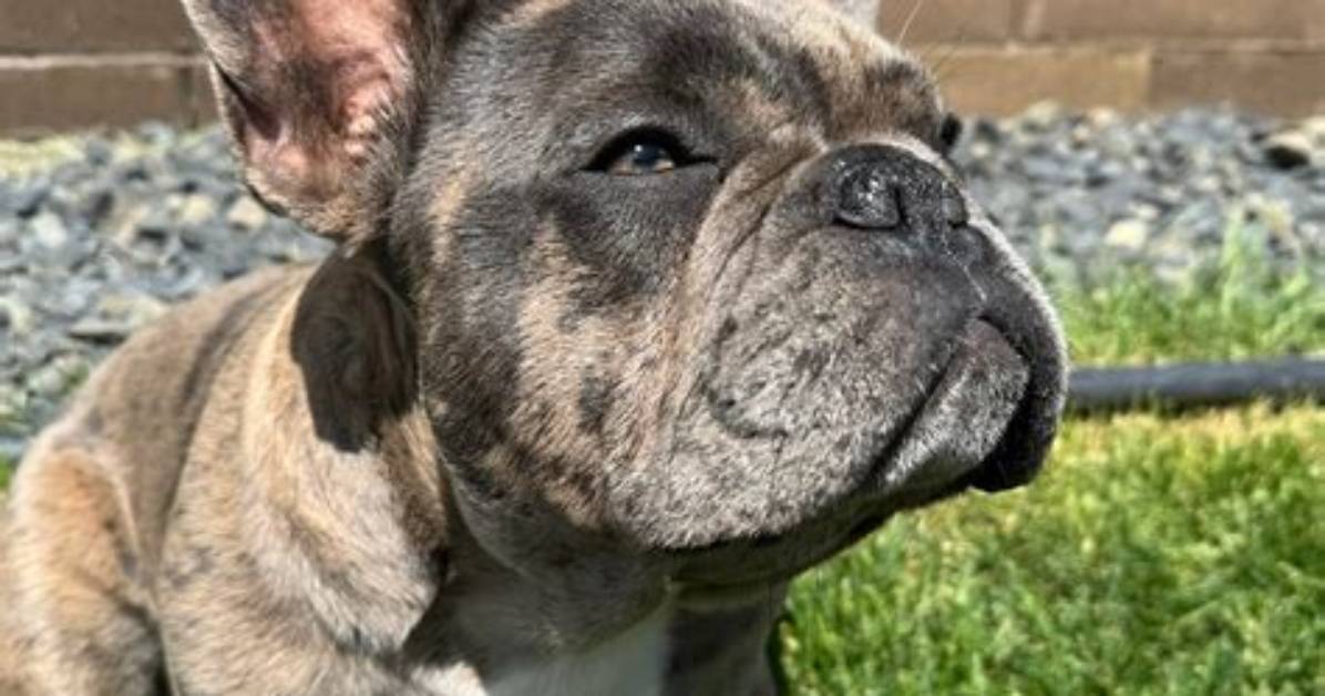Is Onyx the Frenchie Safe? the Search for the Beloved Pup