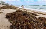 Is Sargassum Dangerous? Massive Seaweed Blobs in Florida Leads to Daily Beach Cleaning