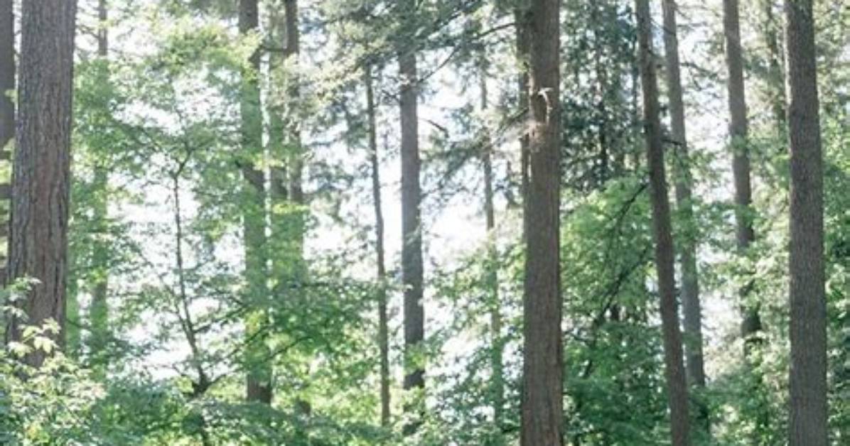 Jeny Howorth's Enchanting Wedding: a Celebration of Love and Elegance
