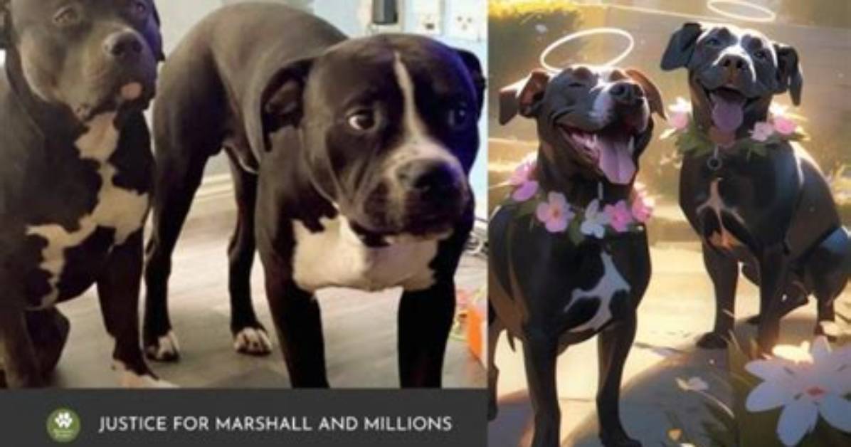 Marshall and Millions: the Untold Story