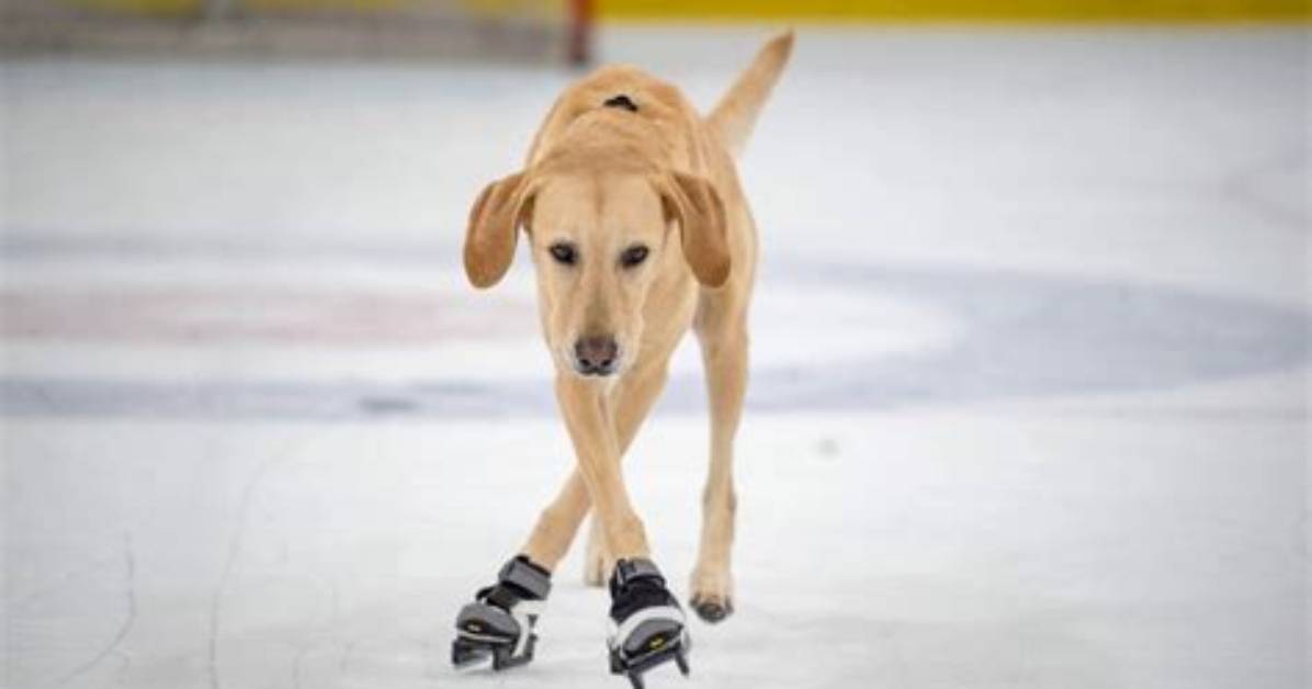 Meet the Amazing Skating Dog: a Paw-Sitive Sensation!
