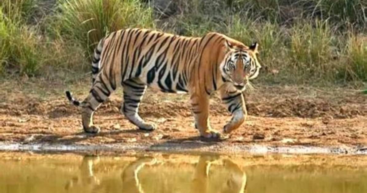 Mp’s Tiger Reserves Will Welcome Tourists from Oct 1