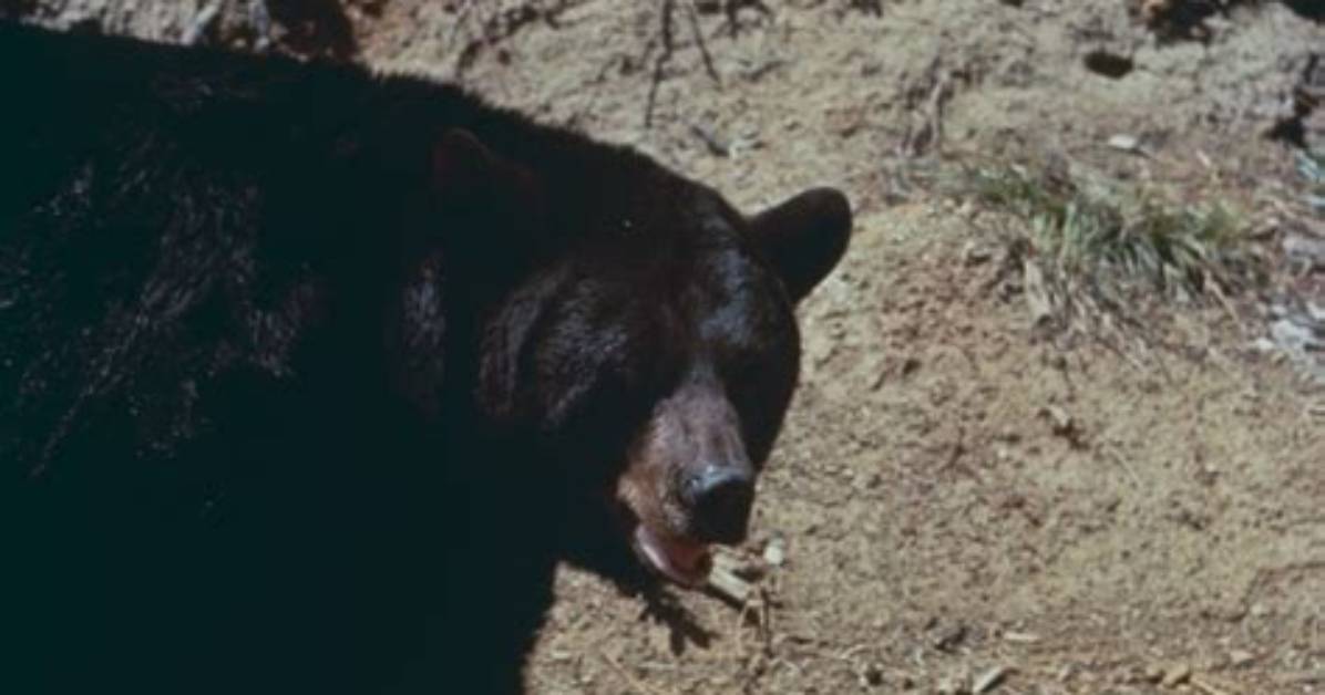 Oregonian Black Bears: a Comprehensive Guide to Their Habitat and Behavior