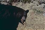 Oregonian Black Bears: a Comprehensive Guide to Their Habitat and Behavior