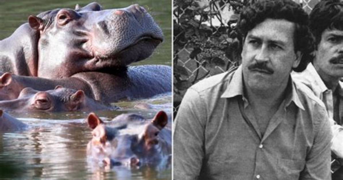 Pablo Escobar's Nephew: a Legacy of Crime and Redemption