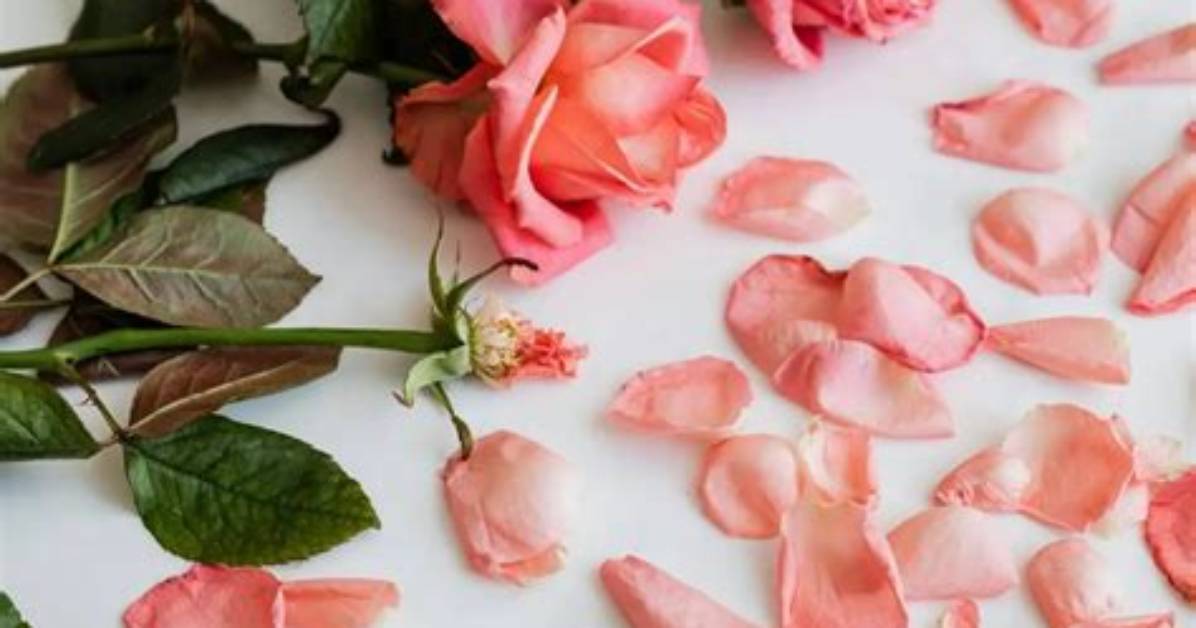 Secrets of "Save the Roses" Meaning: a Symbol of Resilience and Hope