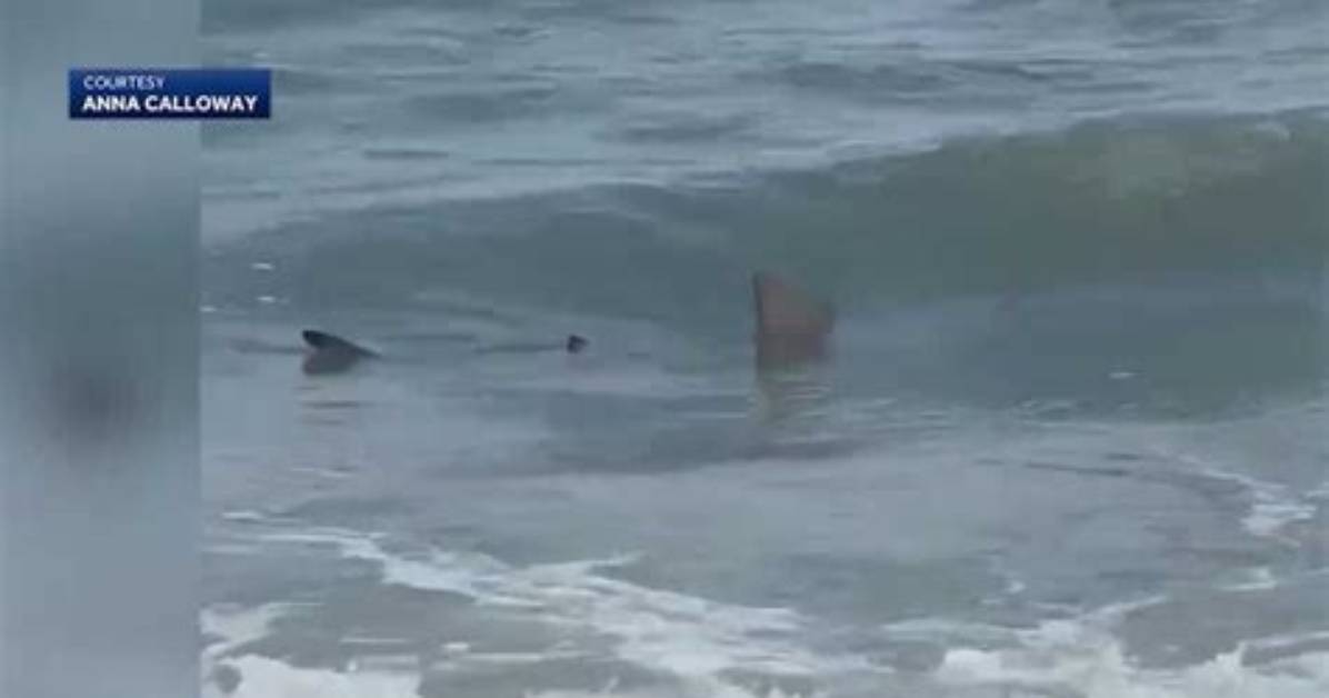 Shark Attacks in Hilton Head 2024: What You Need to Know