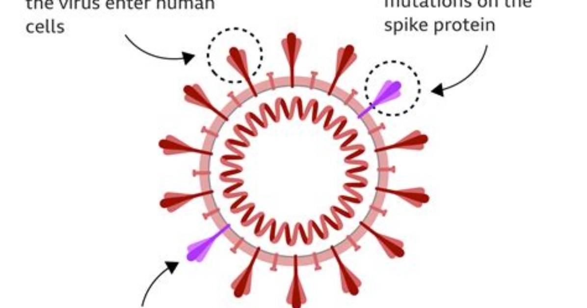 Spike Protein Vaccines Effective Against Covid Variants: Iit Study