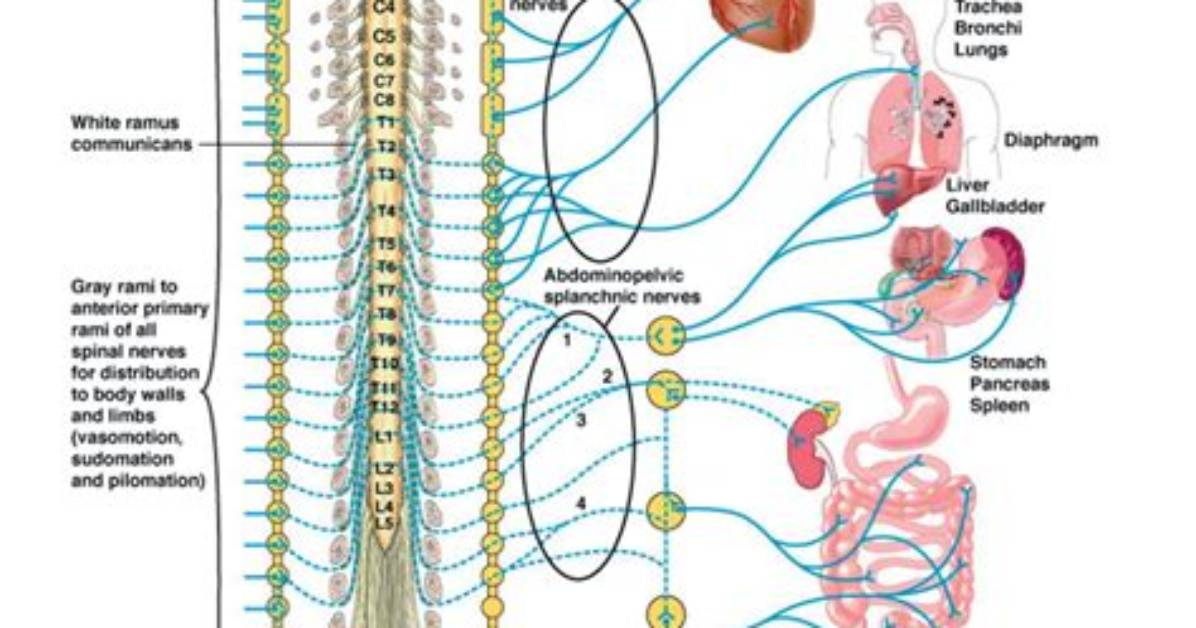 The Crucial Role of the Sympathetic Nervous System: Understanding Its Functions