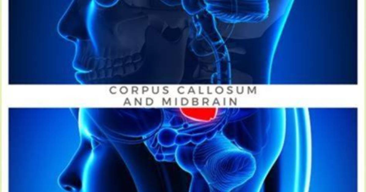 The Essential Role of the Corpus Callosum: Connecting Brain Hemispheres