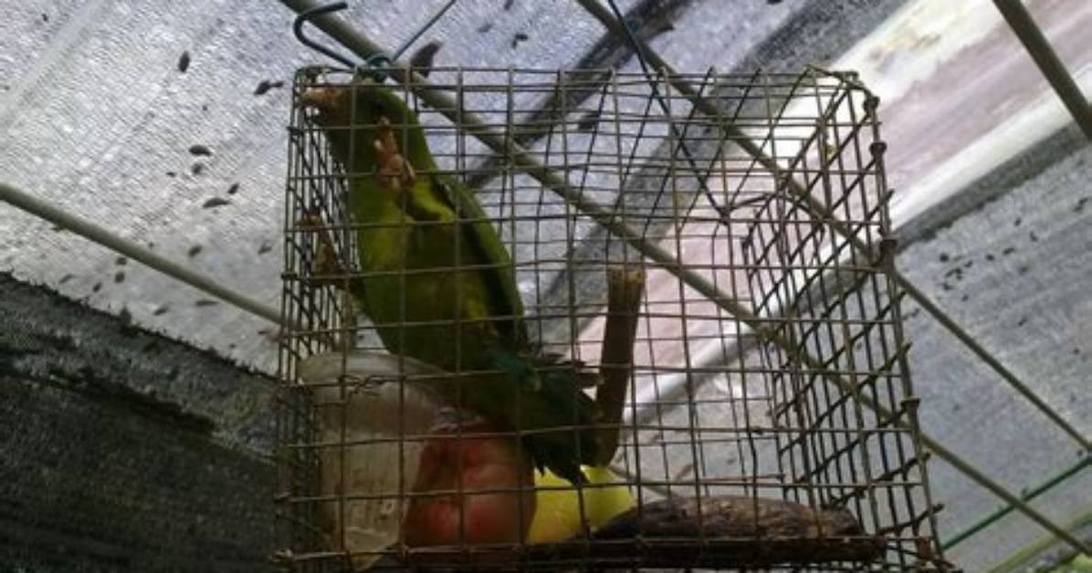 The Horrific Cruelty of Bird Abuse: a Call to Action