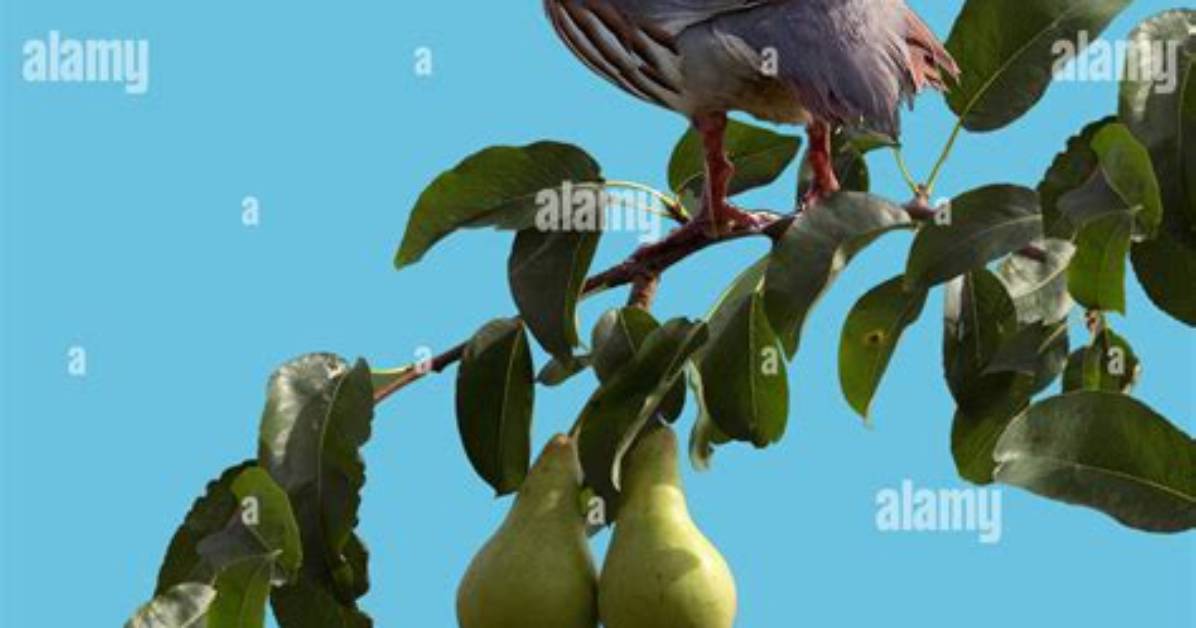 The Partridge in the Pear Tree: a Christmas Carol Classic