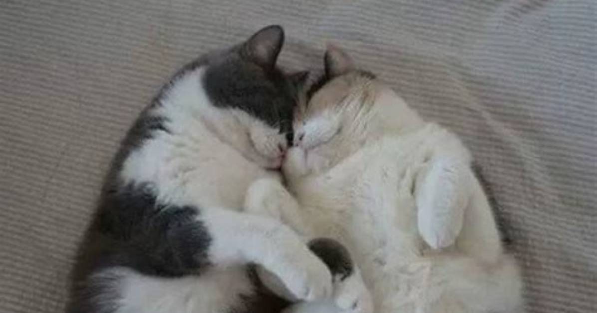 The Ultimate Guide to Cuddle Time Memes: Share the Love!