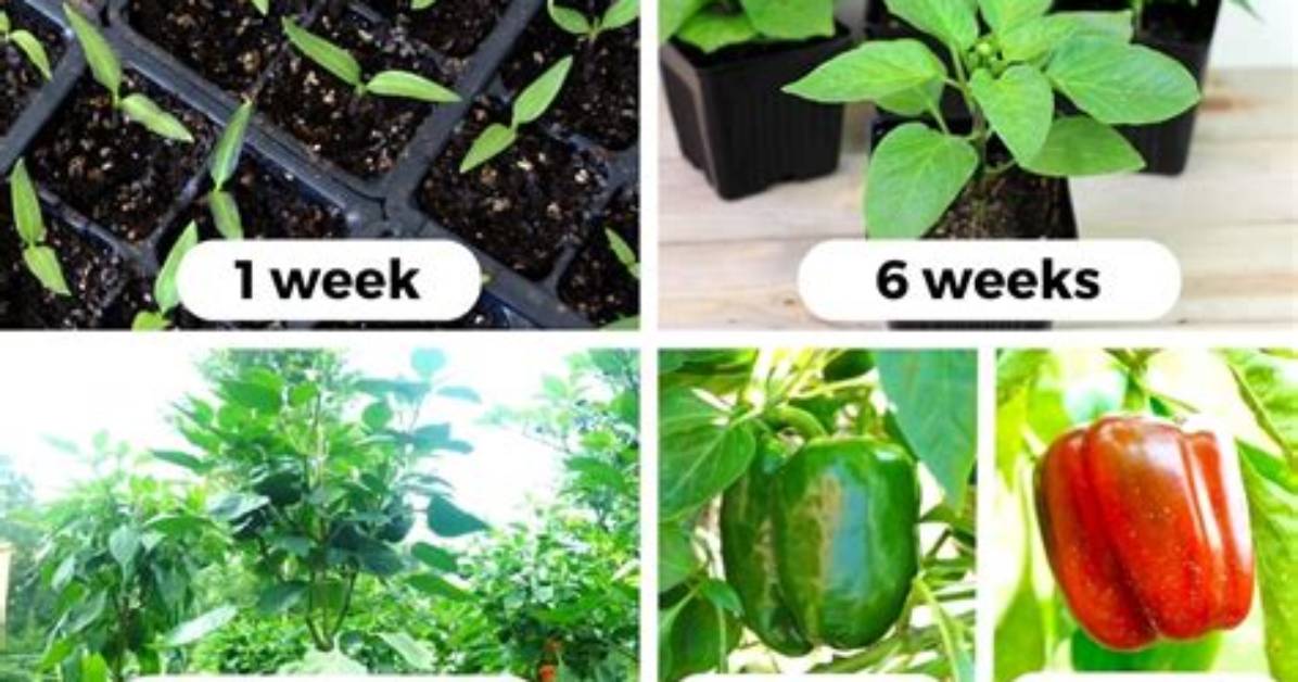 The Ultimate Guide to Finding Your "Chilli Peppers" Girlfriend