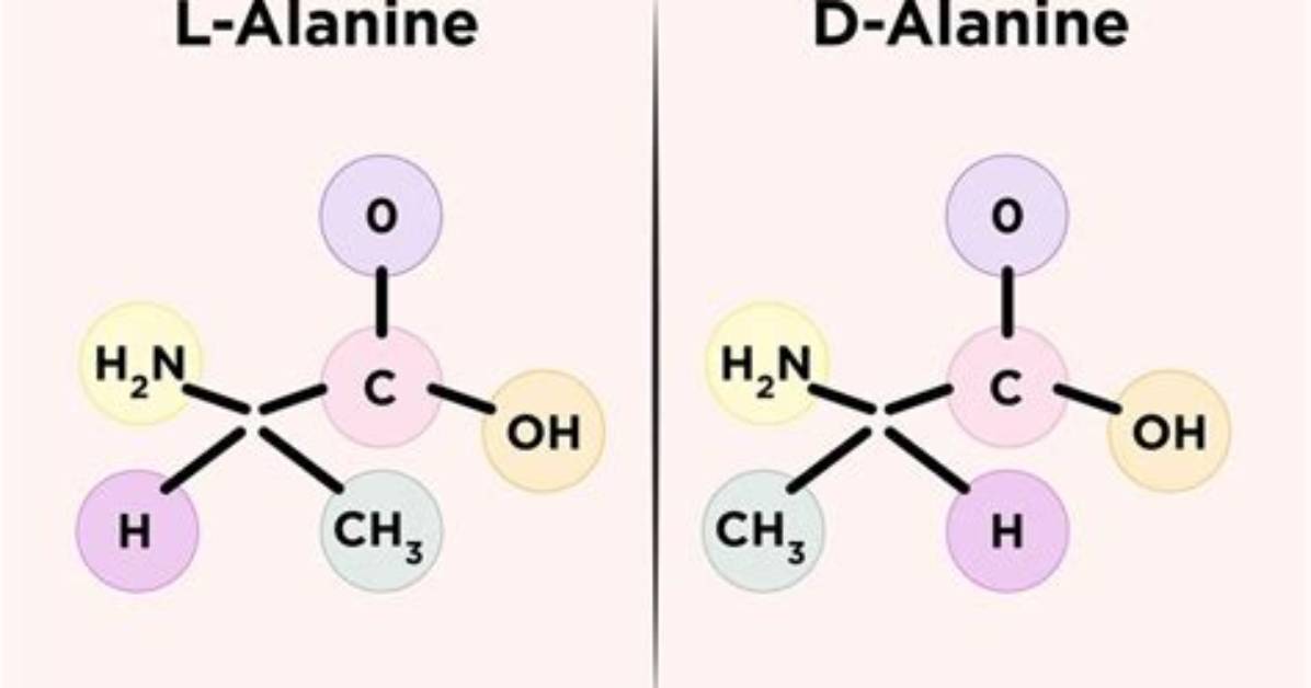 The Ultimate Guide to Understanding L-Alanine Supplementation for Wage Optimization