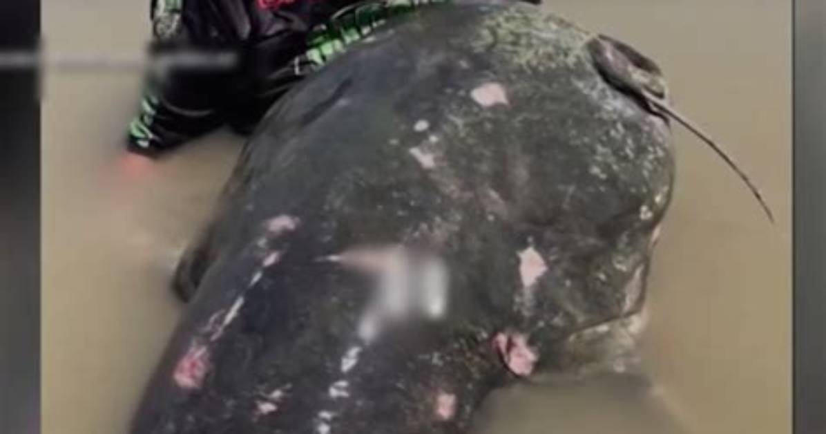 Uncover the Colossal Catfish: Unlocking the Secrets of Giant Freshwater Predators