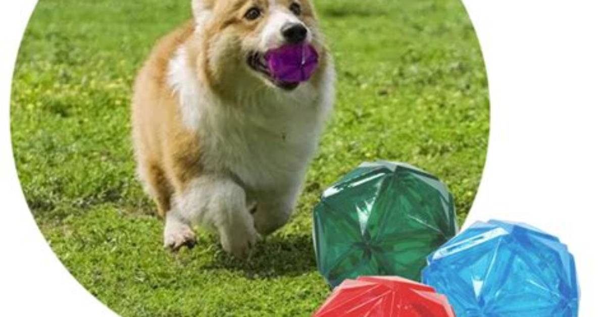 Unleashing Fun: the Pop up Dog Ball Toy