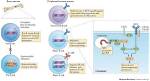 Unlocking the Secrets of Immunology and Infectious Diseases