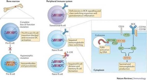Unlocking the Secrets of Immunology and Infectious Diseases