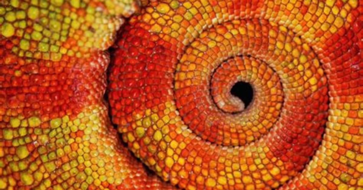 Unraveling the Mystery: How Old Is Tails?