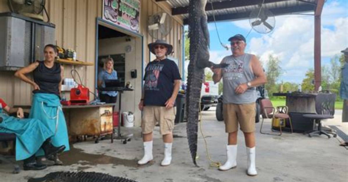 Unraveling the Mystique of Louisiana Alligator Season