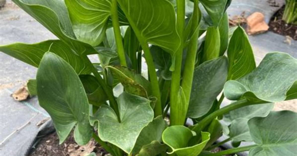 Unveil the Enchanting World of Lily of the Valley and Rose Tattoos