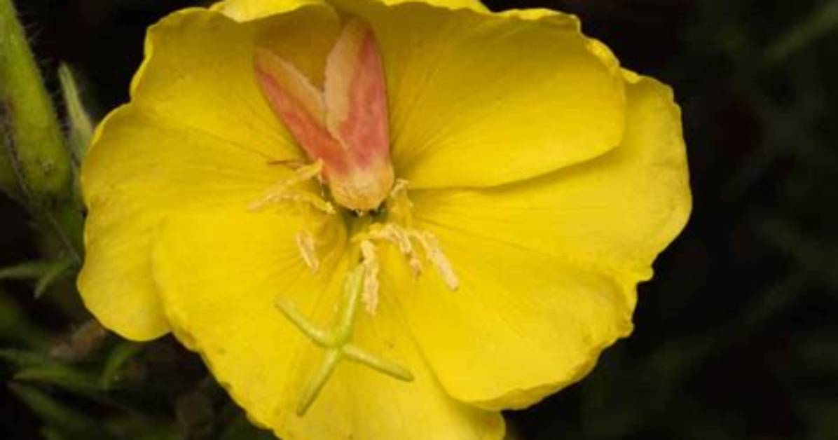 Unveil the Secrets of Gardening at the Qc Flower and Garden Show